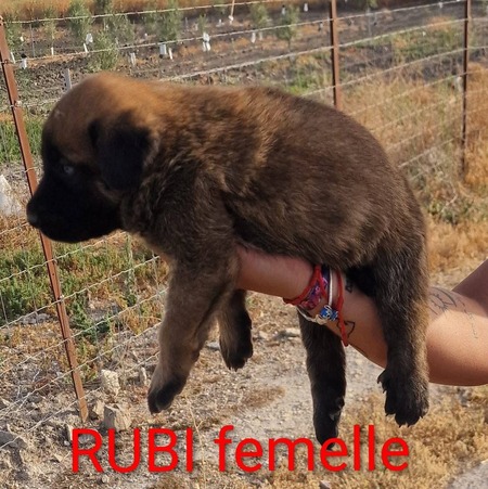 Adopter Rubi