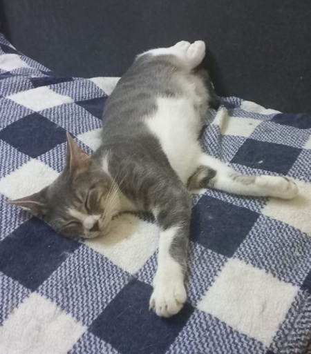 Adopter Gretel