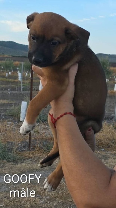 Adopter Goofy