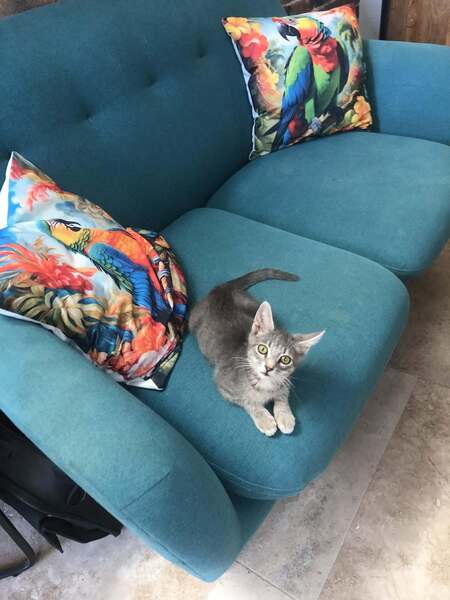 Adopter PIKACHU et SALAMECHE