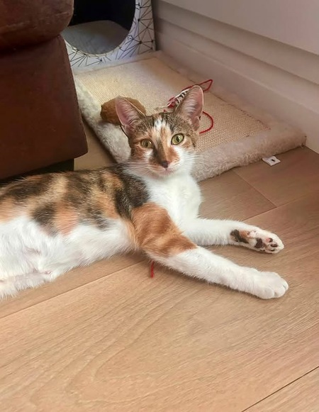 Adopter ANAYA