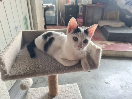 Adopter Benoît 