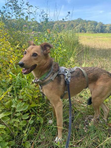 Adopter Yashka