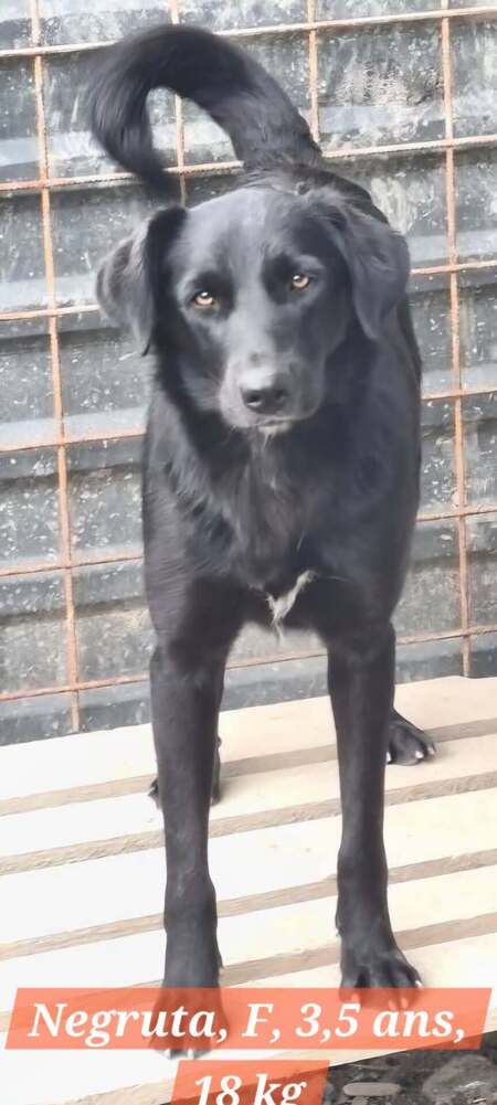 Adopter NEGRUTA