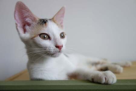 Adopter Ponda