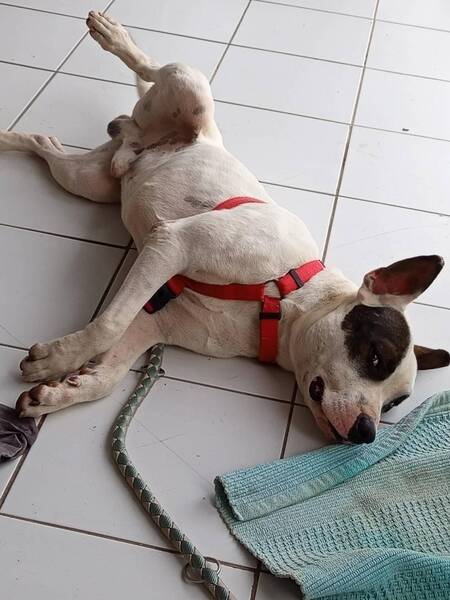 Adopter Tommy
