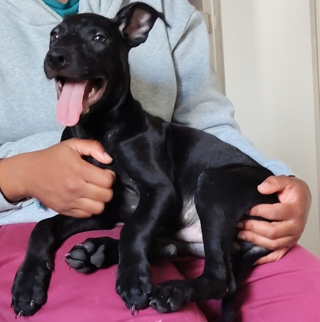 Adopter Fuego