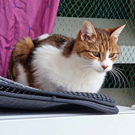 Adopter Haziel 