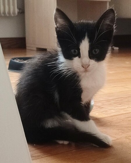 Adopter Recto