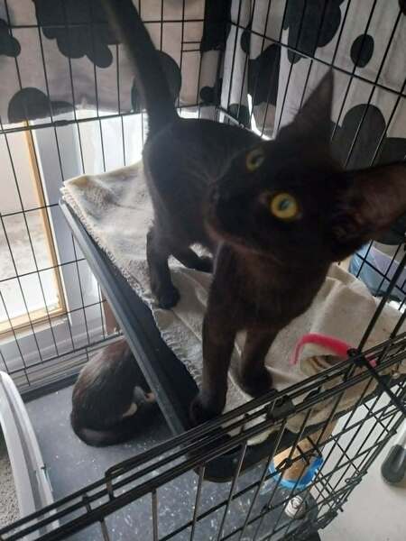 Adopter Bigoudi