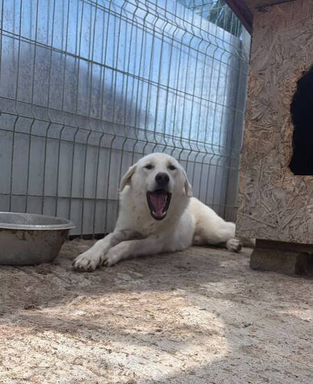 Adopter Marley