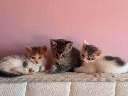 Adopter Lô, Chipie et Asanté