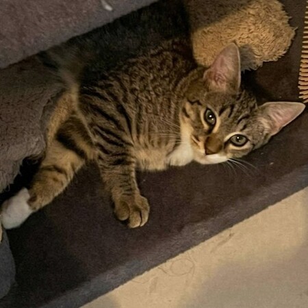 Adopter Matcha