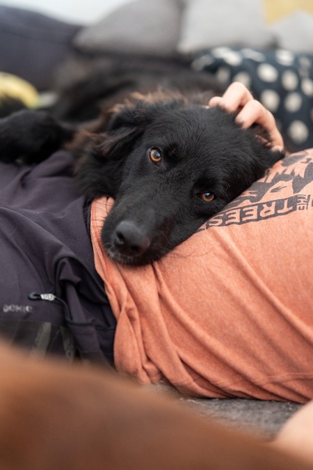 Adopter Baloo