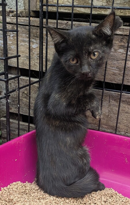Adopter Brume