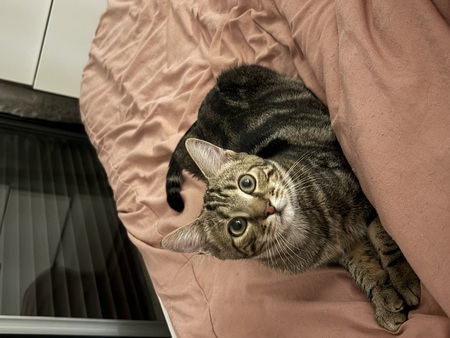 Adopter Lili