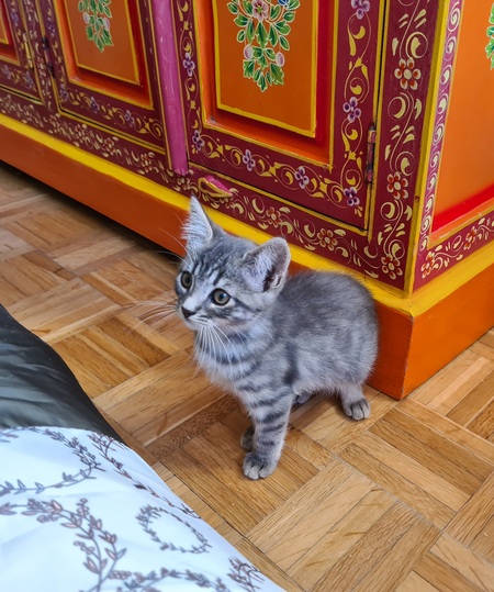 Adopter Mory