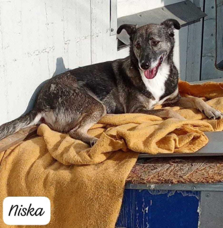 Adopter Niska