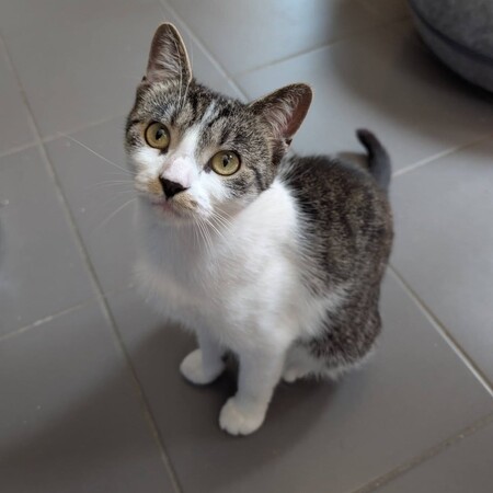 Adopter Louisa