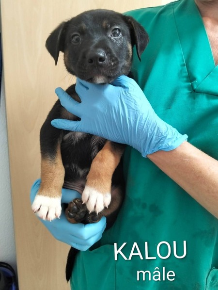 Adopter Kalou