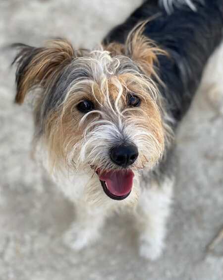 Adopter Mocho 