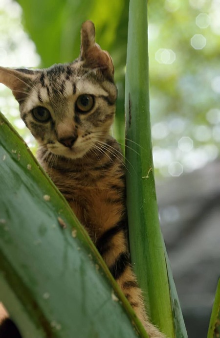 Adopter Bonbon