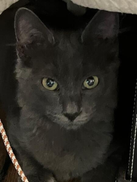 Adopter Blum