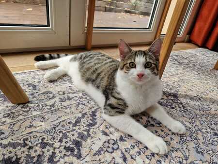 Adopter Bloom 