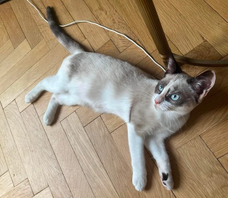 Adopter GRACIE