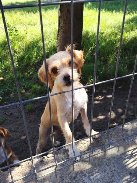 Adopter Bella