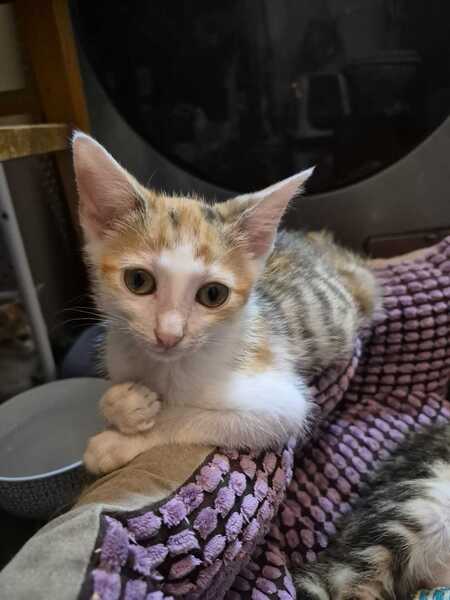 Adopter Jessie