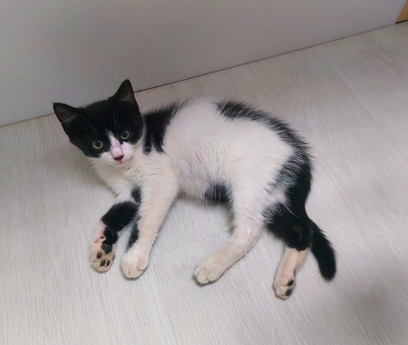 Adopter Pépito