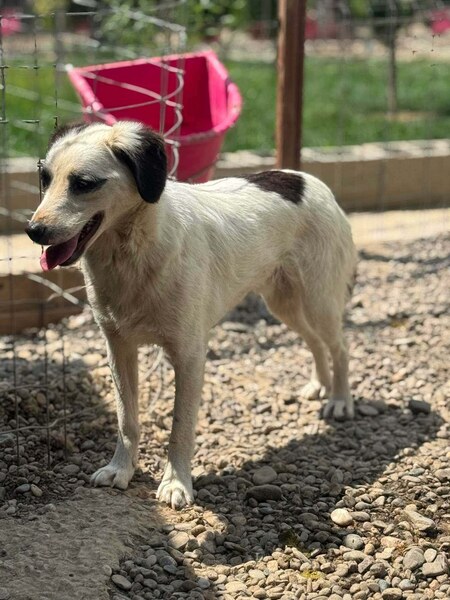 Adopter Lilo