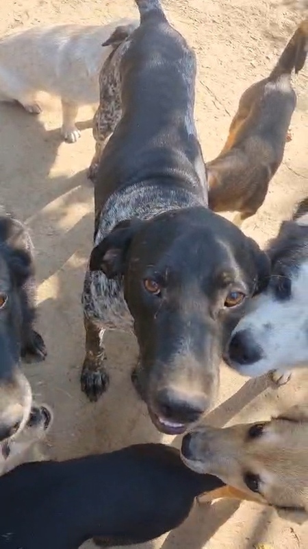 Adopter Abanos