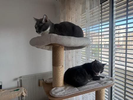 Adopter Snow et Simpleton