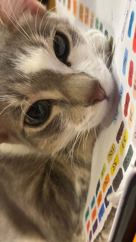 Adopter neige