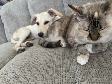 Adopter Elfi