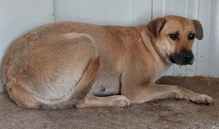 Adopter Leonie