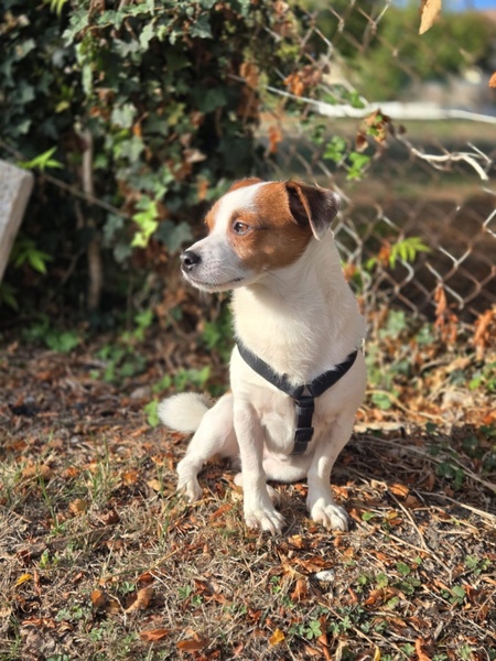 Adopter Modzi