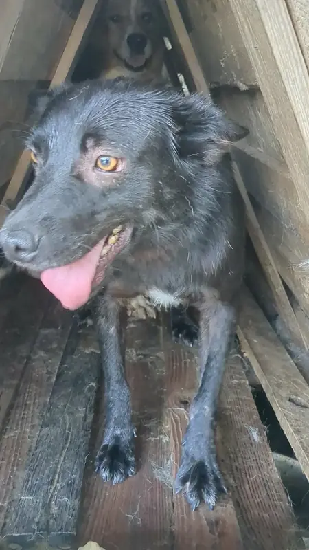 Adopter Safran