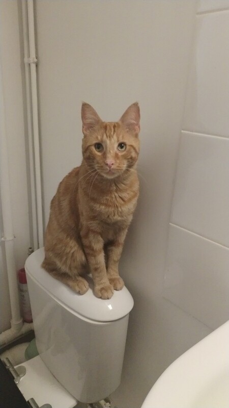 Adopter P’Tit Père 