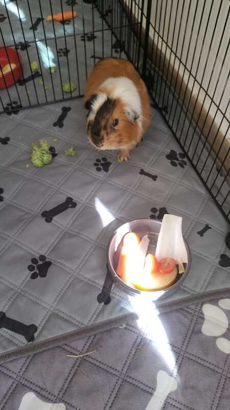 Adopter Sete
