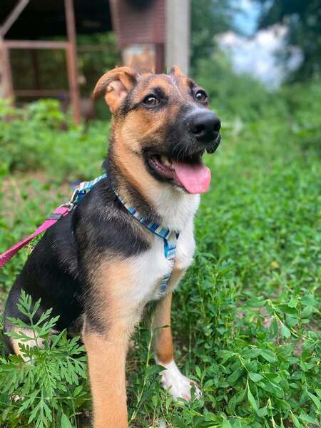 Adopter Tuzik