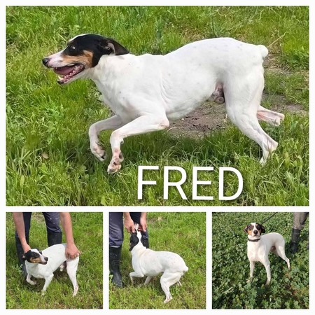 Adopter Fred