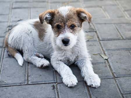 Adopter Guimauve