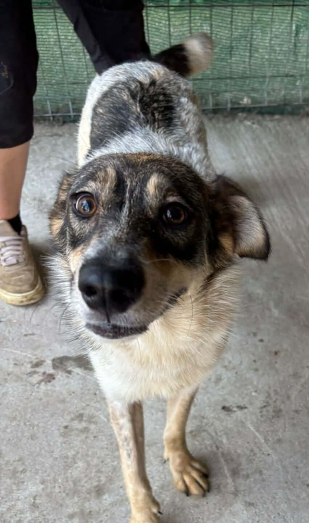 Adopter Dune