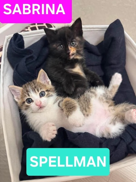 Adopter Spellman et Sabrina 