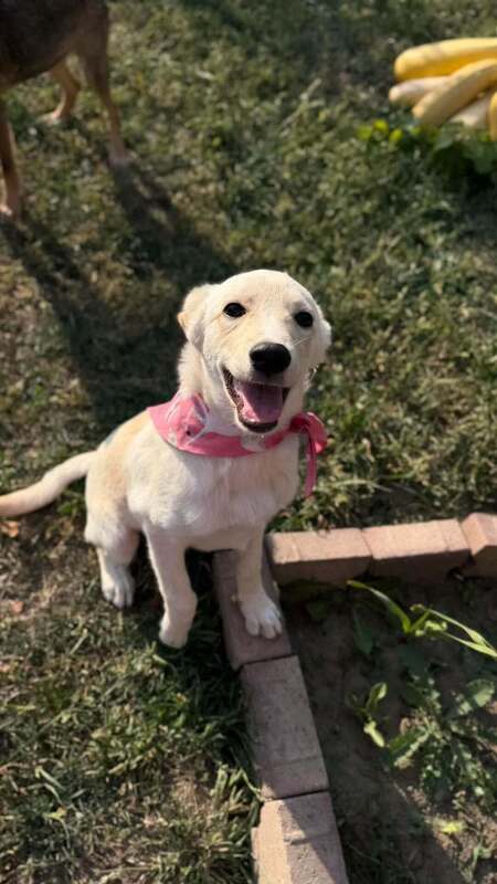 Adopter Isidore