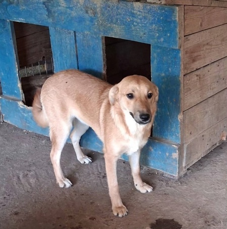 Adopter Taria