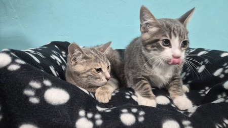 Adopter BONNIE et CLYDE